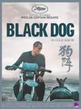 Black dog